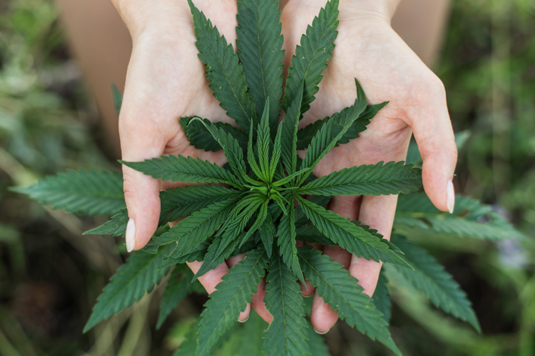 Clients and Marijuana Use… What’s a Doula to do?!